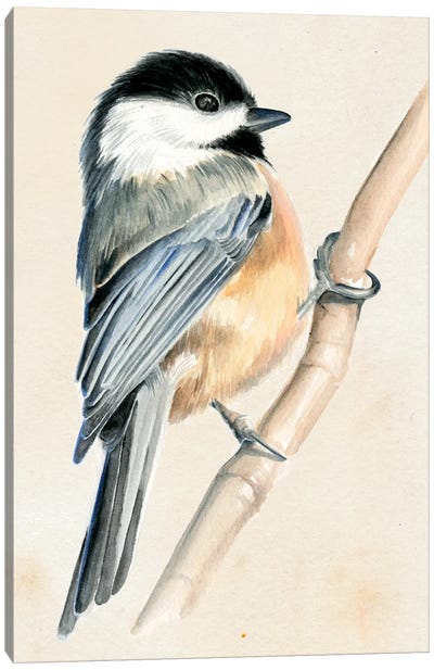 Little Bird On Branch II Canvas Art Print
