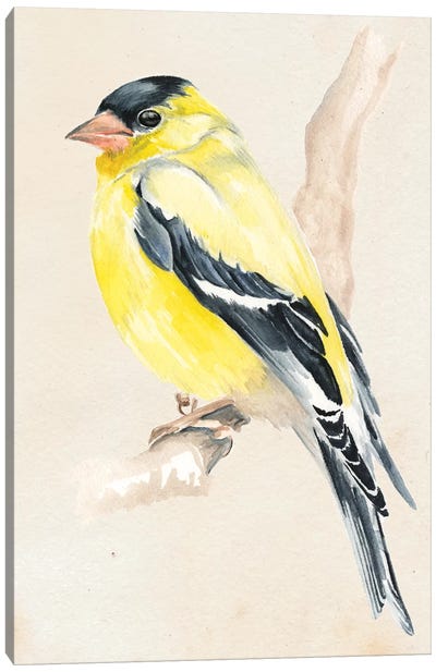 Little Bird On Branch III Canvas Art Print - Jennifer Paxton Parker