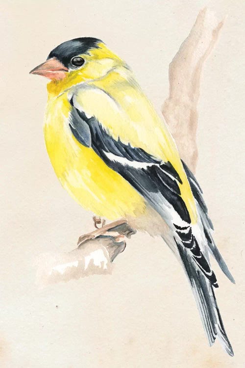Little Bird On Branch III by Jennifer Paxton Parker wall art