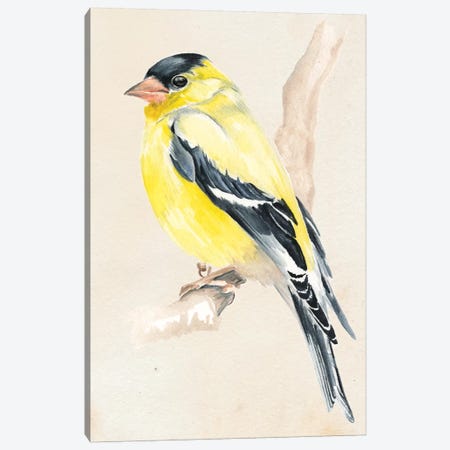 Little Bird On Branch III Canvas Print #JPP7} by Jennifer Paxton Parker Art Print
