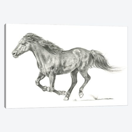 Wild Horse Portrait I Canvas Print #JPP87} by Jennifer Paxton Parker Canvas Wall Art