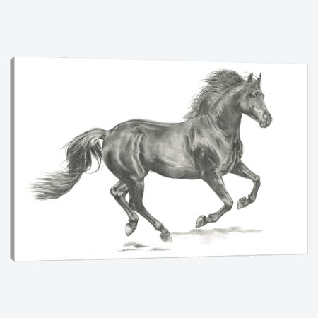 Wild Horse Portrait II Canvas Print #JPP88} by Jennifer Paxton Parker Canvas Print