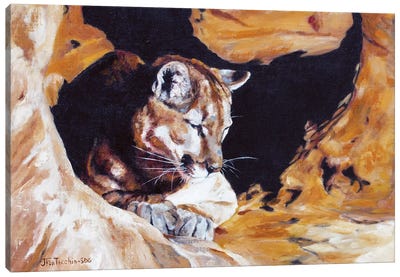 Drowsing at Redrock Canvas Art Print - Cougars
