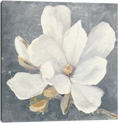 Serene Magnolia Gray Canvas Art Print - Magnolias