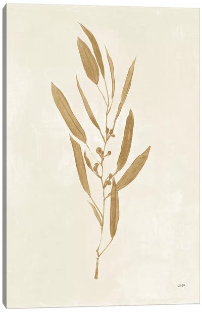 Botanical Study I Gold Canvas Art Print - Julia Purinton