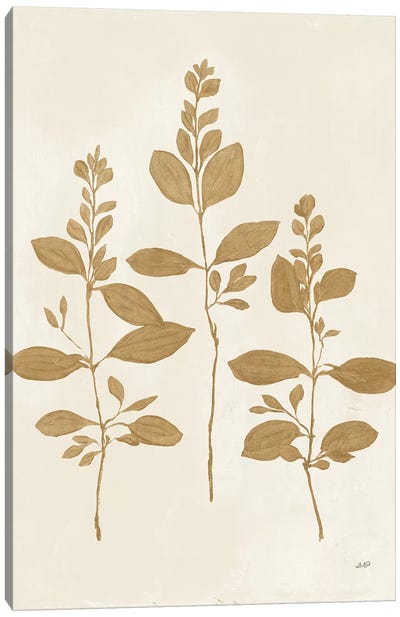 Botanical Study IV Gold Canvas Art Print - Julia Purinton