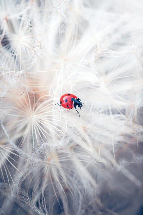 Red Ladybug Walking On Giant Dandelion Inflorescence