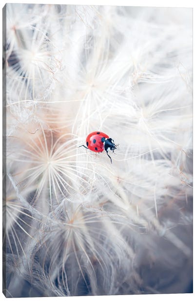 Red Ladybug Walking On Giant Dandelion Inflorescence Canvas Art Print - Dandelion Art