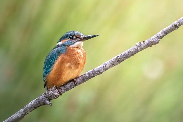 Posing Kingfisher