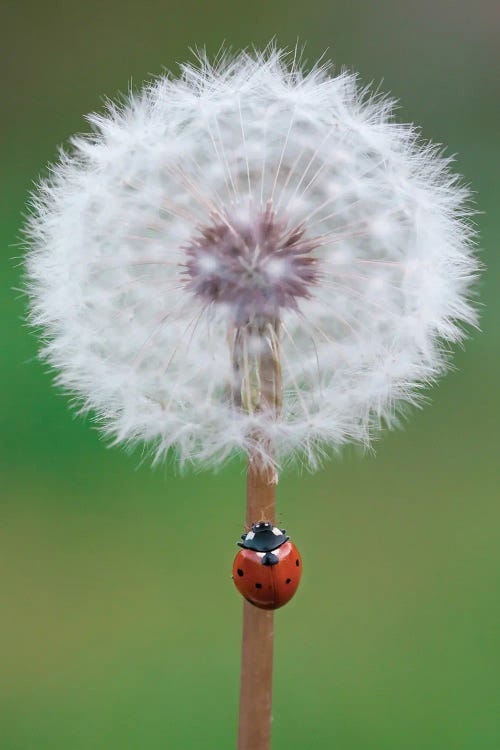 Ladybug On Dandelion