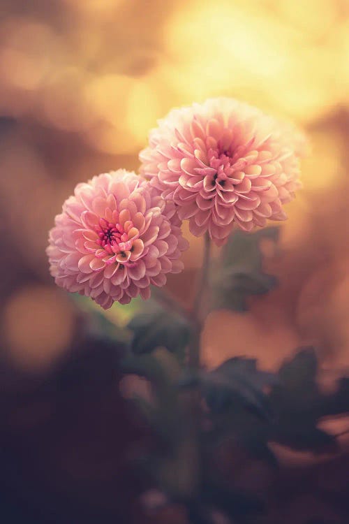 Small Pair Of Pink Dahlias