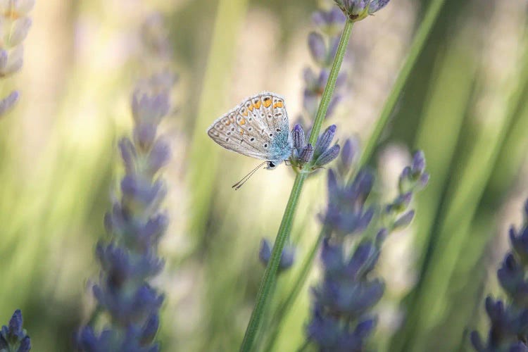 Small Butterfly Resting Among Lavender Flowers