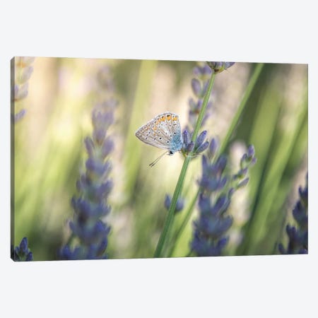 Small Butterfly Resting Among Lavender Flowers Canvas Print #JRC107} by Jeferson Castellari Canvas Print