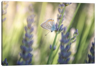 Small Butterfly Resting Among Lavender Flowers Canvas Art Print - Jeferson Castellari