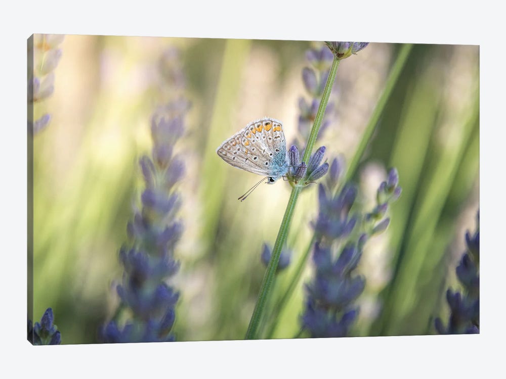 Small Butterfly Resting Among Lavender Flowers by Jeferson Castellari 1-piece Art Print