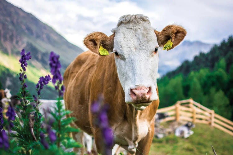 Cow In The Mountains