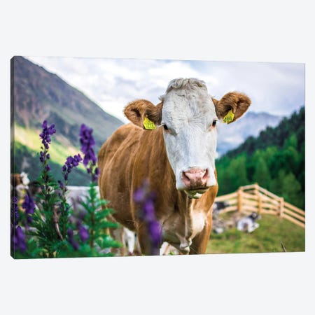 Cow In The Mountains Canvas Print #JRC108} by Jeferson Castellari Canvas Wall Art