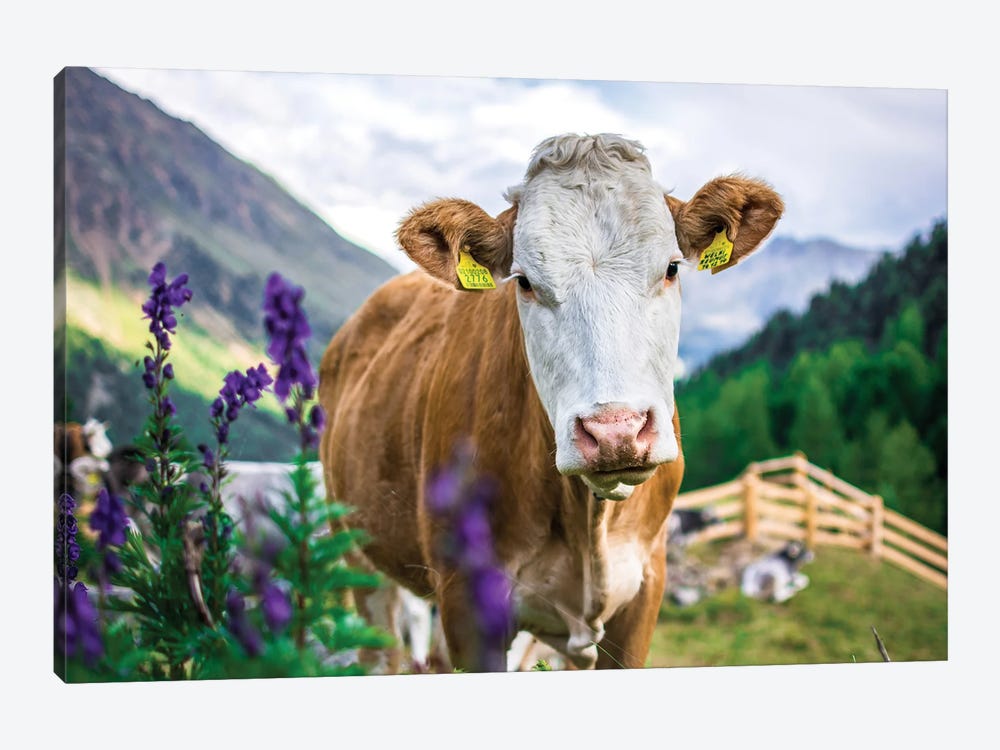 Cow In The Mountains by Jeferson Castellari 1-piece Canvas Art