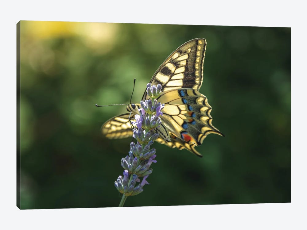Swallowtail With Open Wings On Lavender Flowers by Jeferson Castellari 1-piece Art Print