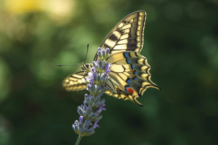 Swallowtail With Open Wings On Lavender Flowers