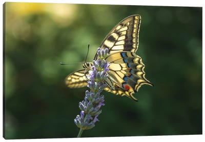 Swallowtail With Open Wings On Lavender Flowers Canvas Art Print - Jeferson Castellari