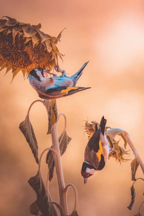 Goldfinches Eating On Sunflowers