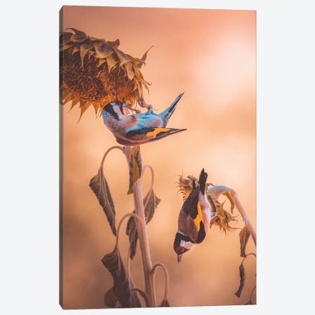 Goldfinches Eating On Sunflowers Canvas Print #JRC10} by Jeferson Castellari Canvas Artwork