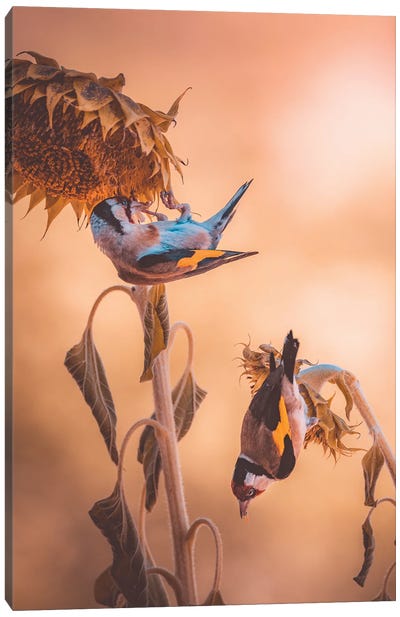 Goldfinches Eating On Sunflowers Canvas Art Print - Jeferson Castellari