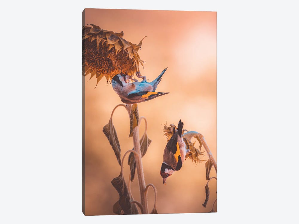 Goldfinches Eating On Sunflowers by Jeferson Castellari 1-piece Canvas Wall Art