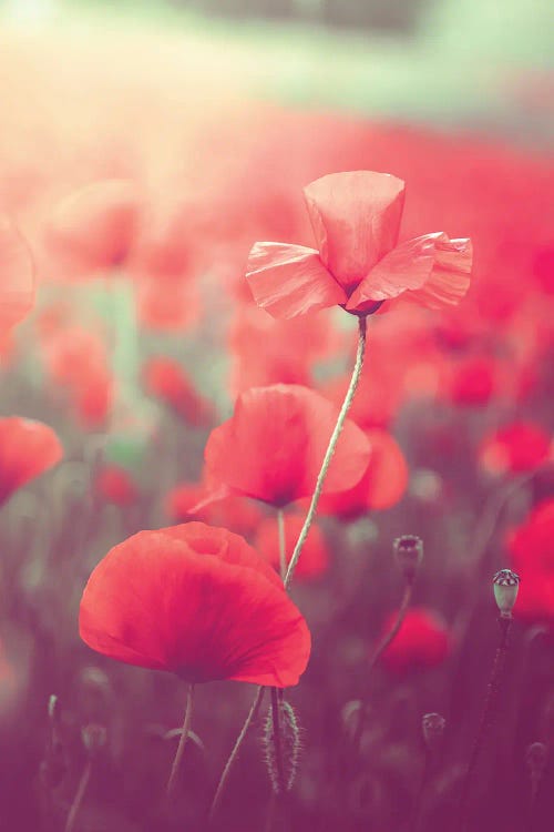 Poppy In Poppy Field