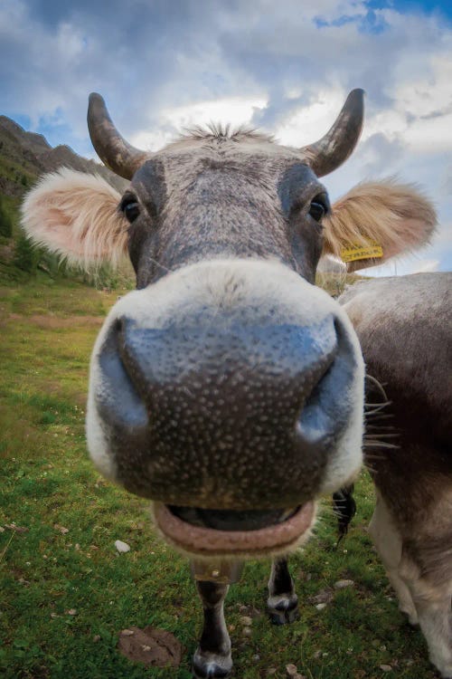 Fisheye Close-Up Of Funny Cow