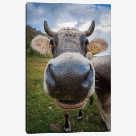 Fisheye Close-Up Of Funny Cow Canvas Print #JRC111} by Jeferson Castellari Canvas Print