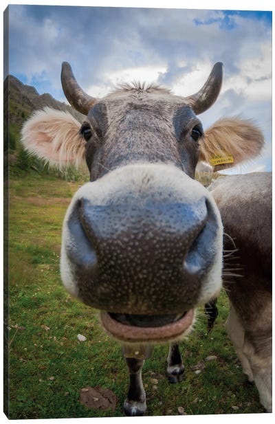 Fisheye Close-Up Of Funny Cow Canvas Art Print - Jeferson Castellari