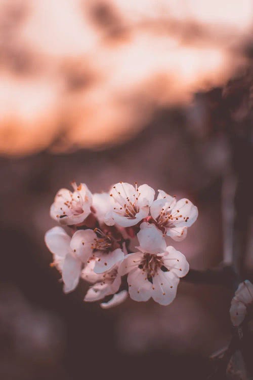 Apricot Blossoms