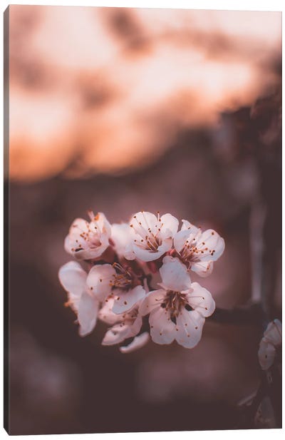 Apricot Blossoms Canvas Art Print - Jeferson Castellari