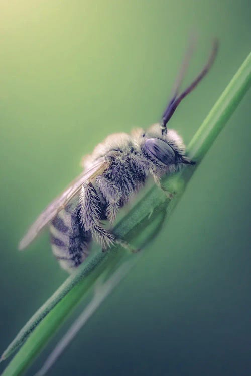 Wild Bee Biting Grass Stalk