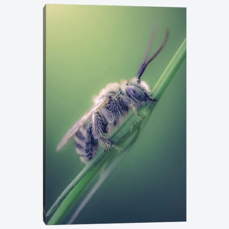 Wild Bee Biting Grass Stalk Canvas Print #JRC12} by Jeferson Castellari Canvas Art