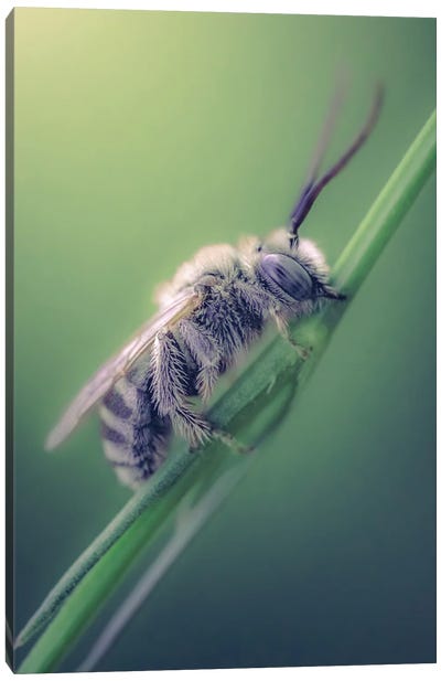 Wild Bee Biting Grass Stalk Canvas Art Print - Jeferson Castellari