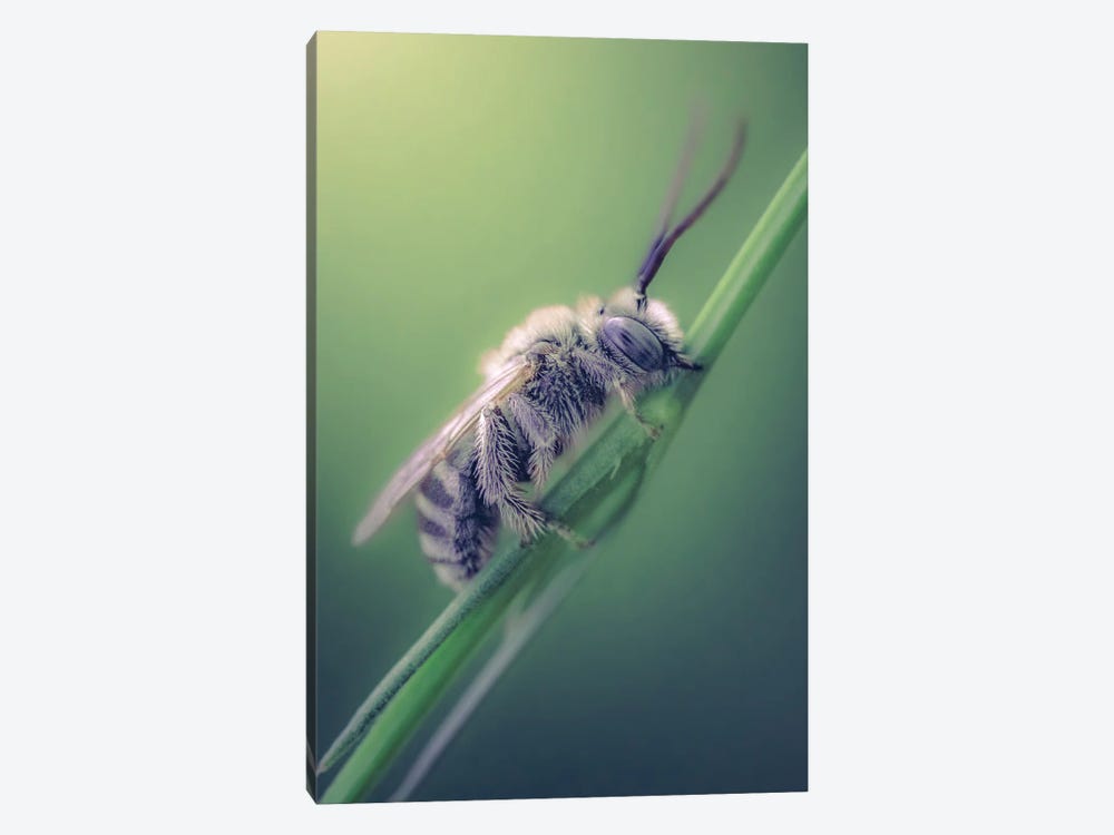 Wild Bee Biting Grass Stalk by Jeferson Castellari 1-piece Canvas Artwork