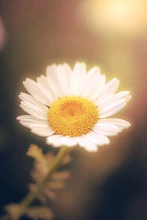 Close Up Of Chamomile Flower