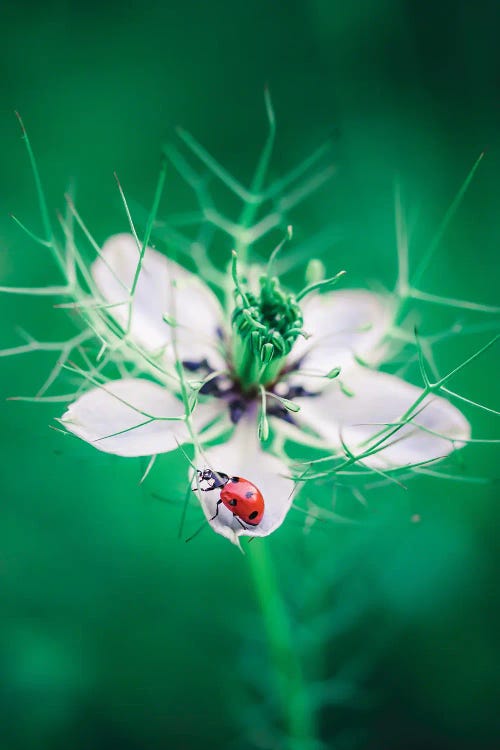 Red Ladybug