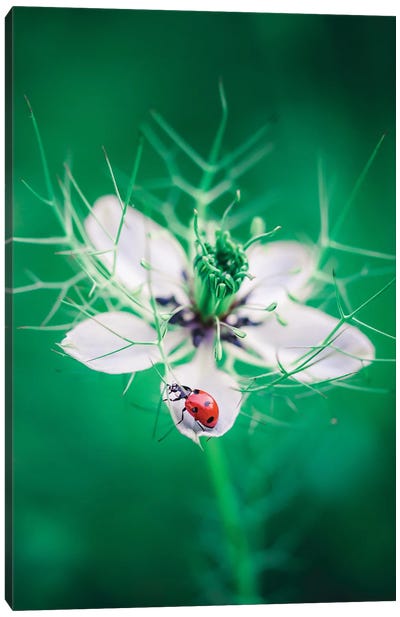 Red Ladybug Canvas Art Print - Jeferson Castellari