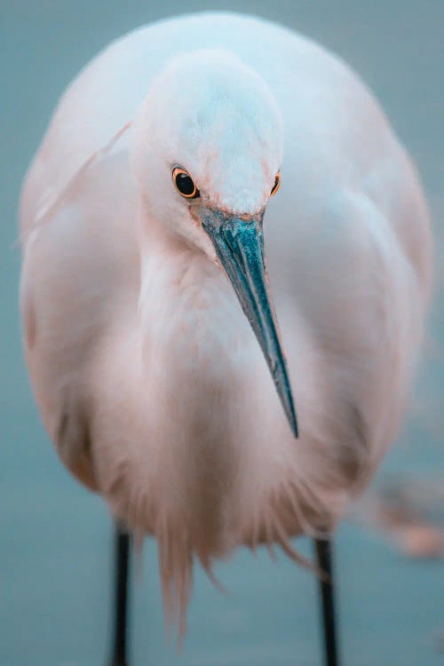 Portrait Of An Egret