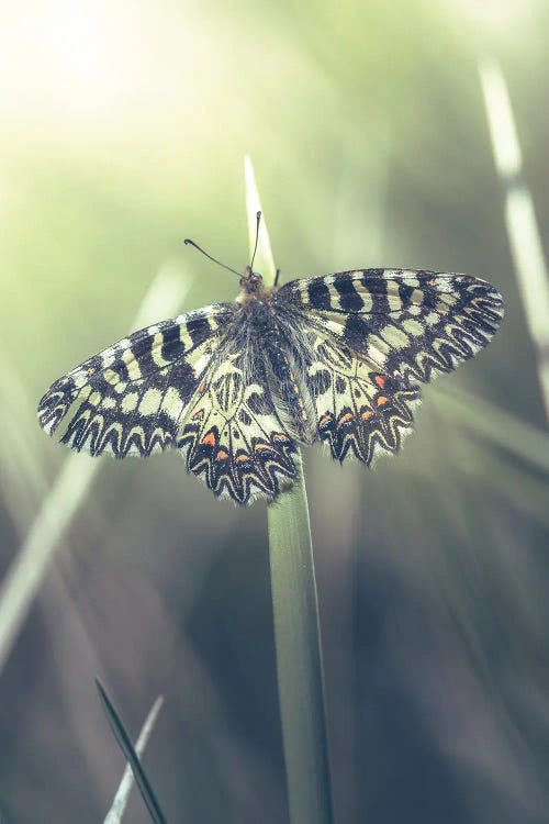 Rare Butterfly (Zerynthia Cassandra)