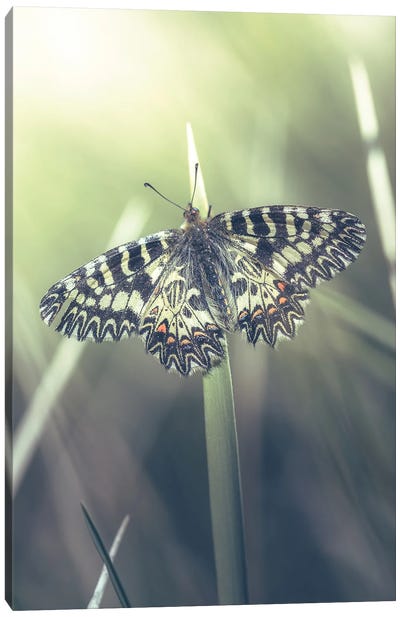 Rare Butterfly (Zerynthia Cassandra) Canvas Art Print - Jeferson Castellari