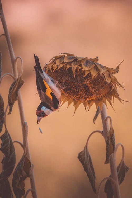 Goldfinch On Sunflower