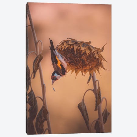 Goldfinch On Sunflower Canvas Print #JRC17} by Jeferson Castellari Canvas Print