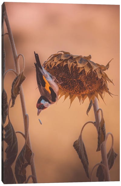 Goldfinch On Sunflower Canvas Art Print - Jeferson Castellari