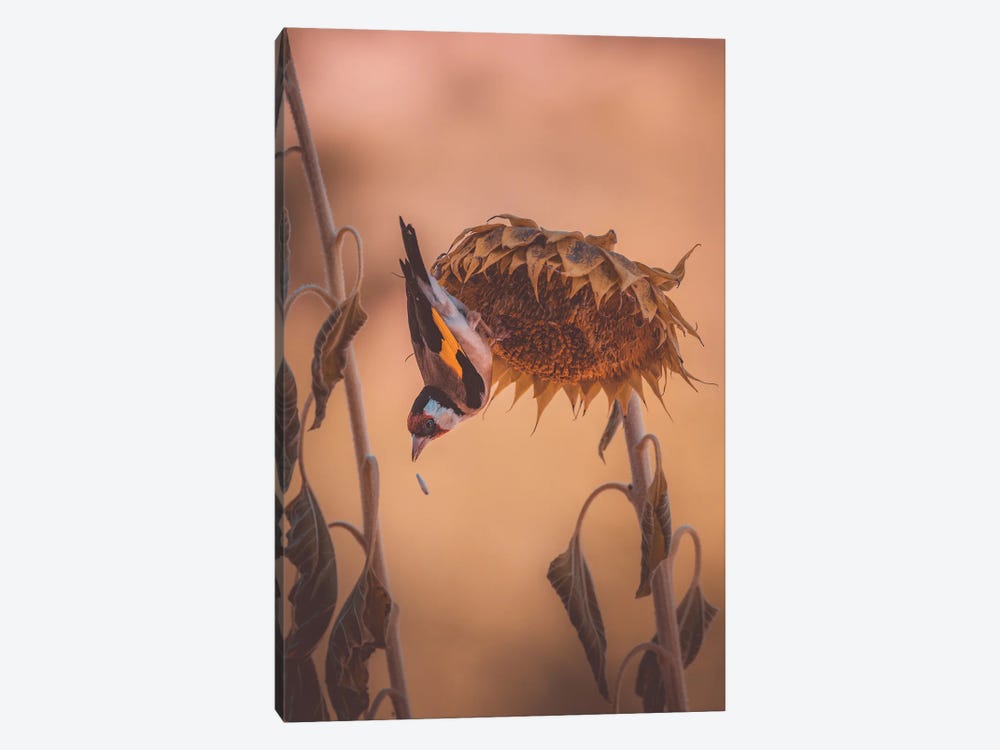 Goldfinch On Sunflower by Jeferson Castellari 1-piece Canvas Print