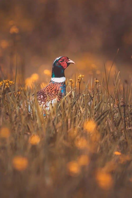 Male Pheasant Peeping